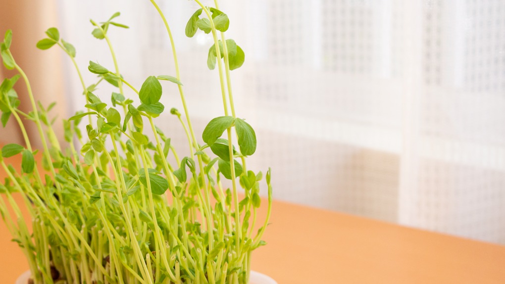 豆苗の再生栽培 にチャレンジ 何日で食べられる 何回でも育てられる サカモトブログ